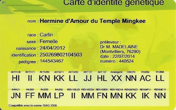 Hermine d'Amour du Temple Ming Kee